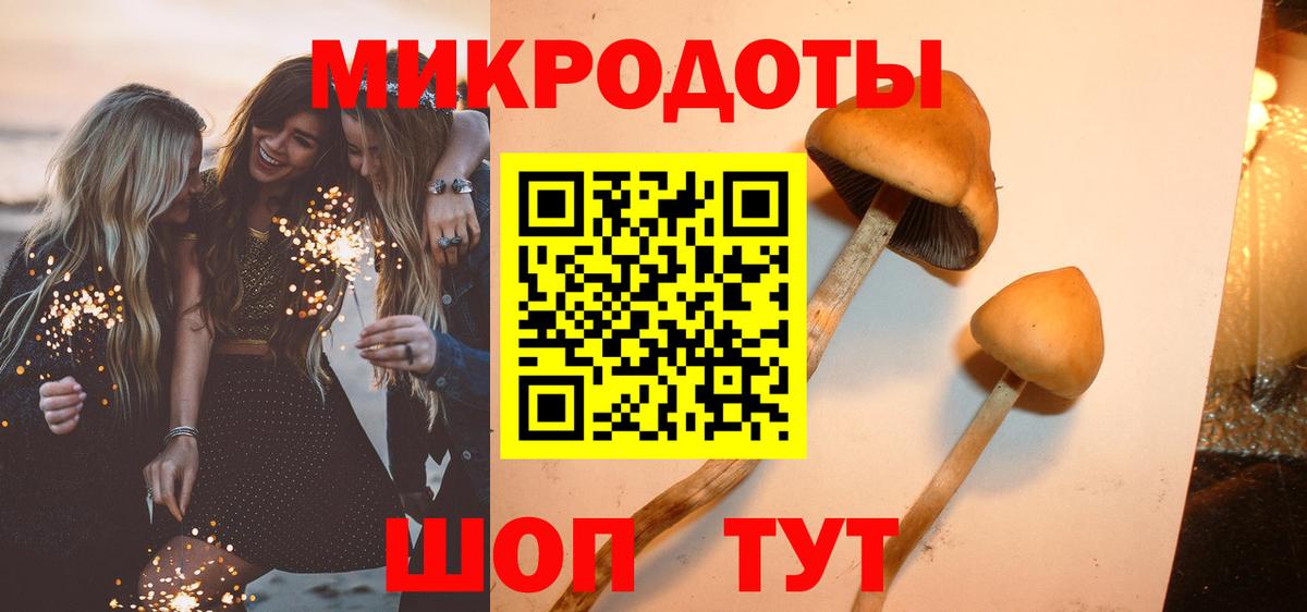 Галлюциногенные грибы Psilocybe Новокуйбышевск
